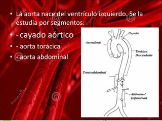 • La aorta nace del ventrículo izquierdo. Se la
estudia por segmentos:
• - cayado aórtico
• - aorta torácica
• - aorta abdominal
 