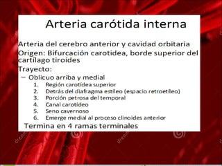 anatomía del cayado aortico y sus ramas | PPT