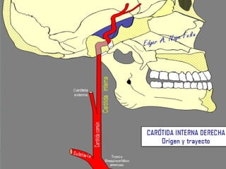 anatomía del cayado aortico y sus ramas | PPT