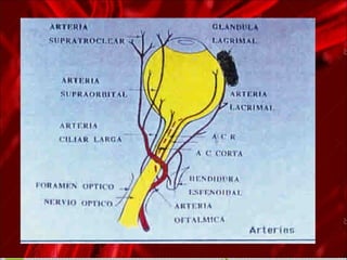 anatomía del cayado aortico y sus ramas | PPT