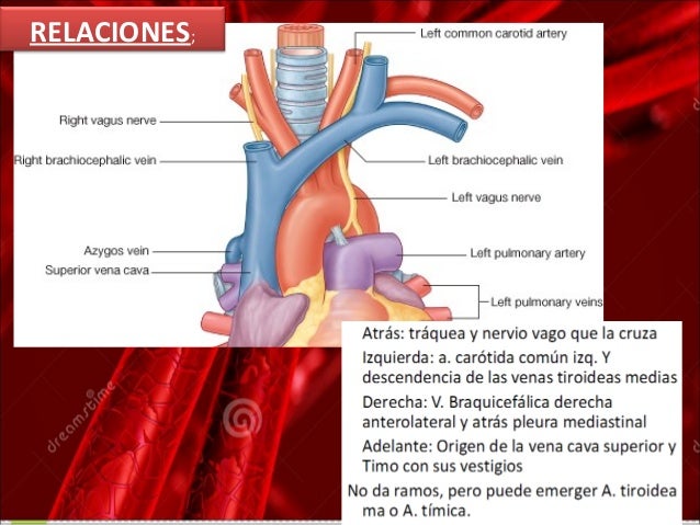 anatomía del cayado aortico y sus ramas