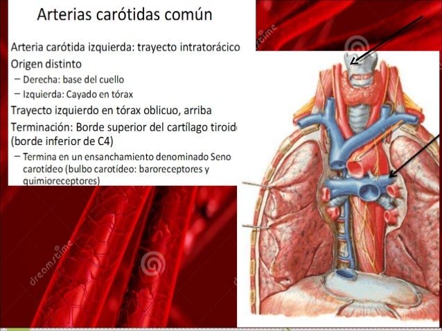 anatomía del cayado aortico y sus ramas