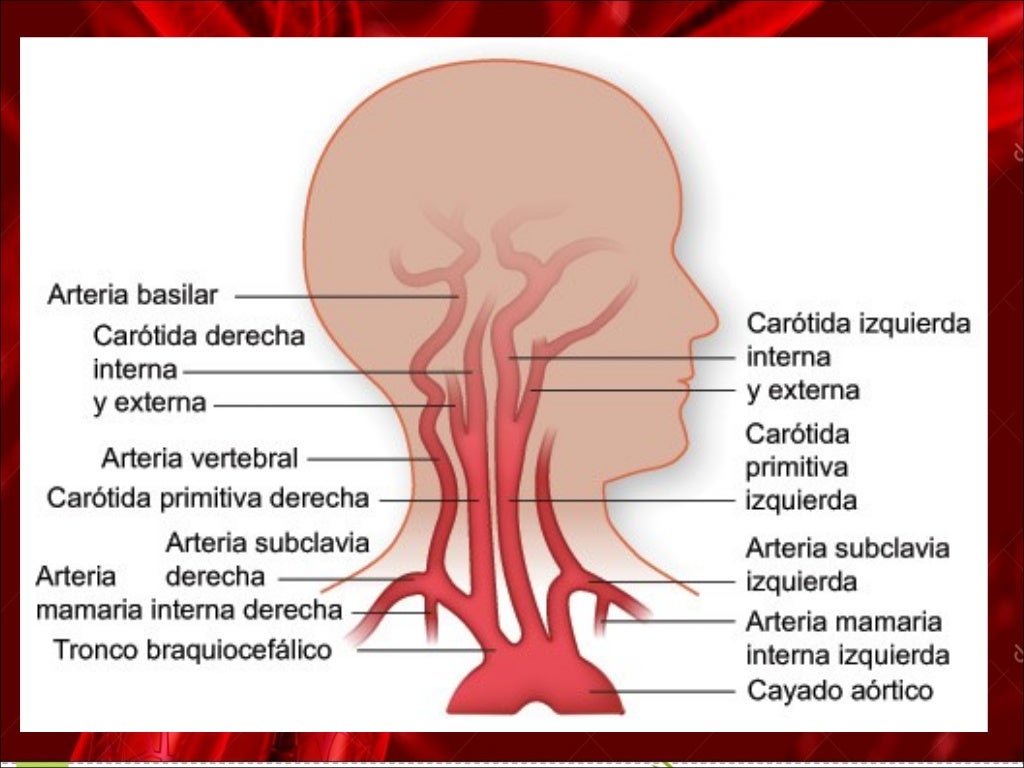 anatomía del cayado aortico y sus ramas
