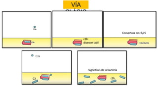VÍA
CLÁSIC
A
Convertasa de c3/c5
C3
Fagocitosis de la bacteria
c3b:
dioester labil
C3a
c3b
 