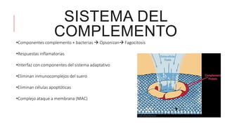 SISTEMA DEL
COMPLEMENTO
•Componentes complemento + bacterias  Opsonizan Fagocitosis
•Respuestas inflamatorias
•Interfaz con componentes del sistema adaptativo
•Eliminan inmunocomplejos del suero
•Eliminan células apoptóticas
•Complejo ataque a membrana (MAC)
 