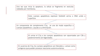 Una vez que inicia la apoptosis, la célula se fragmenta en vesículas
rodeadas por membrana.
Estos cuerpos apoptóticos expresan fosfatidil serina o DNA unido a
superficie.
Un componente de complemento C1q, se une de modo especifico a
cuerpos apoptóticos y ayuda a su eliminación.
Al unirse el C1q a los cuerpos apoptóticos son opsonizadas por C3b y
posteriormente son fagocitados.
En ausencia de C1q, los cuerpos apoptóticos son liberados y actúan como
antigenos que pueden provocar reacciones autoinmunitarias.
 