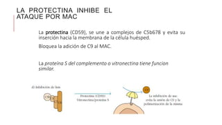 LA PROTECTINA INHIBE EL
ATAQUE POR MAC
La protectina (CD59), se une a complejos de C5b678 y evita su
inserción hacia la membrana de la célula huésped.
Bloquea la adición de C9 al MAC.
La proteína S del complemento o vitronectina tiene funcion
similar.
 