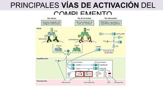 PRINCIPALES VÍAS DE ACTIVACIÓN DEL
COMPLEMENTO
 