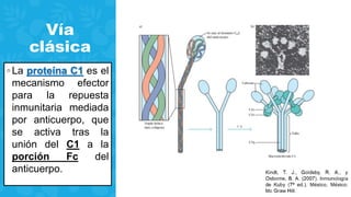 Vía
clásica
◦ La proteína C1 es el
mecanismo efector
para la repuesta
inmunitaria mediada
por anticuerpo, que
se activa tras la
unión del C1 a la
porción Fc del
anticuerpo.
 