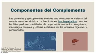 Componentes del Complemento
Las proteínas y glucoproteínas solubles que componen el sistema del
complemento se sintetizan sobre todo en los hepatocitos, aunque
también producen cantidades de importancia monocitos sanguíneos,
macrófagos tisulares y células epiteliales de los aparatos digestivo y
genitourinario.
 