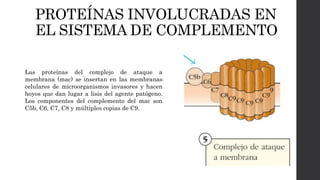 PROTEÍNAS INVOLUCRADAS EN
EL SISTEMA DE COMPLEMENTO
Las proteínas del complejo de ataque a
membrana (mac) se insertan en las membranas
celulares de microorganismos invasores y hacen
hoyos que dan lugar a lisis del agente patógeno.
Los componentes del complemento del mac son
C5b, C6, C7, C8 y múltiples copias de C9.
 