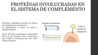 PROTEÍNAS INVOLUCRADAS EN
EL SISTEMA DE COMPLEMENTO
Proteínas reguladoras limitan los efectos
del complemento al promover
su degradación o evitar su unión a
células huésped.
Estas proteínas reguladoras comprenden
factor I, que degrada C3b, y protectina,
que inhibe la formación del mac sobre
células huésped.
 