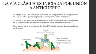 LA VÍA CLÁSICA ES INICIADA POR UNIÓN
AANTICUERPO
• La etapa inicial de activación involucra los componentes del complemento
C1, C2, C3 y C4, que están presentes en el plasma como zimógenos.
• Al unirse el antígeno con el anticuerpo se inducen cambios conformacionales
en el fragmento Fc que expone un lugar de unión para el componente C1
• Para que se inicie la activación del C1, el C1q debe unirse a dos moléculas de
anticuerpo.
 