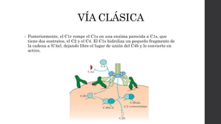 VÍA CLÁSICA
• Posteriormente, el C1r rompe el C1s en una enzima parecida a C1s, que
tiene dos sustratos, el C2 y el C4. El C1s hidroliza un pequeño fragmento de
la cadena a (C4a), dejando libre el lugar de unión del C4b y lo convierte en
activo.
 