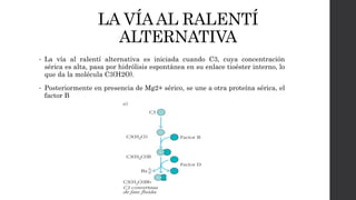 LA VÍAAL RALENTÍ
ALTERNATIVA
• La vía al ralentí alternativa es iniciada cuando C3, cuya concentración
sérica es alta, pasa por hidrólisis espontánea en su enlace tioéster interno, lo
que da la molécula C3(H2O).
• Posteriormente en presencia de Mg2+ sérico, se une a otra proteína sérica, el
factor B
 