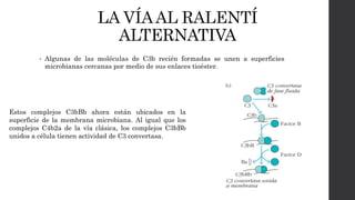 LA VÍAAL RALENTÍ
ALTERNATIVA
• Algunas de las moléculas de C3b recién formadas se unen a superficies
microbianas cercanas por medio de sus enlaces tioéster.
Estos complejos C3bBb ahora están ubicados en la
superficie de la membrana microbiana. Al igual que los
complejos C4b2a de la vía clásica, los complejos C3bBb
unidos a célula tienen actividad de C3 convertasa.
 
