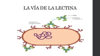 LA VÍA DE LA LECTINA
 