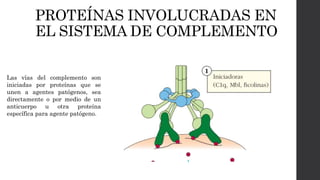 PROTEÍNAS INVOLUCRADAS EN
EL SISTEMA DE COMPLEMENTO
Las vías del complemento son
iniciadas por proteínas que se
unen a agentes patógenos, sea
directamente o por medio de un
anticuerpo u otra proteína
específica para agente patógeno.
 