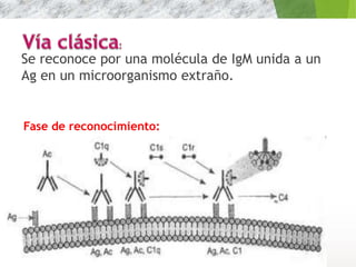 Se reconoce por una molécula de IgM unida a un
Ag en un microorganismo extraño.
11
Fase de reconocimiento:
 