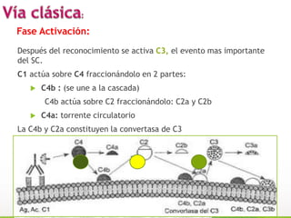 Después del reconocimiento se activa C3, el evento mas importante
del SC.
C1 actúa sobre C4 fraccionándolo en 2 partes:
 C4b : (se une a la cascada)
C4b actúa sobre C2 fraccionándolo: C2a y C2b
 C4a: torrente circulatorio
La C4b y C2a constituyen la convertasa de C3
12
Fase Activación:
 