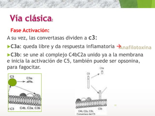 A su vez, las convertasas dividen a c3:
C3a: queda libre y da respuesta inflamatoria 
C3b: se une al complejo C4bC2a unido ya a la membrana
e inicia la activación de C5, también puede ser opsonina,
para fagocitar.
13
Fase Activación:
Anafilotoxina
 