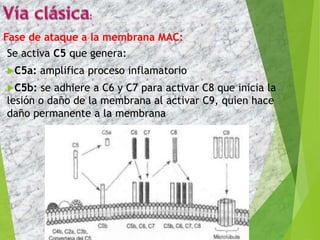 Se activa C5 que genera:
C5a: amplifica proceso inflamatorio
C5b: se adhiere a C6 y C7 para activar C8 que inicia la
lesión o daño de la membrana al activar C9, quien hace
daño permanente a la membrana
15
Fase de ataque a la membrana MAC:
 