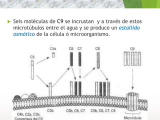  Seis moléculas de C9 se incrustan y a través de estos
microtúbulos entre el agua y se produce un estallido
osmótico de la célula ó microorganismo.
16
 