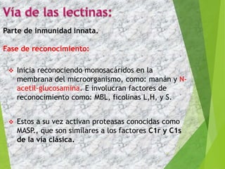 Inicia reconociendo monosacáridos en la
membrana del microorganismo, como: manán y N-
acetil-glucosamina. E involucran factores de
reconocimiento como: MBL, ficolinas L,H, y S.
 Estos a su vez activan proteasas conocidas como
MASP., que son similares a los factores C1r y C1s
de la vía clásica.
17
Parte de inmunidad innata.
Fase de reconocimiento:
 
