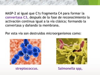 MASP-2 al igual que C1s fragmenta C4 para formar la
convertasa C3, después de la fase de reconocimiento la
activación continua igual a la vía clásica; formando la
convertasa y dañando la membrana.
Por esta via son destruidos microorganismos como:
Salmonella spp,streptococcus. 18
 