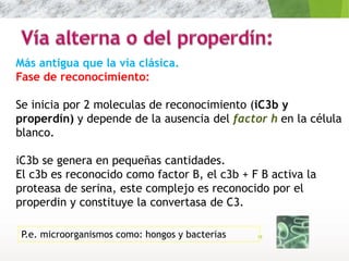 19
Más antigua que la vía clásica.
Fase de reconocimiento:
Se inicia por 2 moleculas de reconocimiento (iC3b y
properdín) y depende de la ausencia del factor h en la célula
blanco.
iC3b se genera en pequeñas cantidades.
El c3b es reconocido como factor B, el c3b + F B activa la
proteasa de serina, este complejo es reconocido por el
properdin y constituye la convertasa de C3.
P.e. microorganismos como: hongos y bacterias
 
