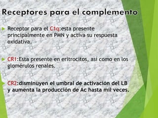  Receptor para el C1q:esta presente
principalmente en PMN y activa su respuesta
oxidativa.
 CR1:Esta presente en eritrocitos, así como en los
glomérulos renales.
 CR2:disminuyen el umbral de activación del LB
y aumenta la producción de Ac hasta mil veces.
 
