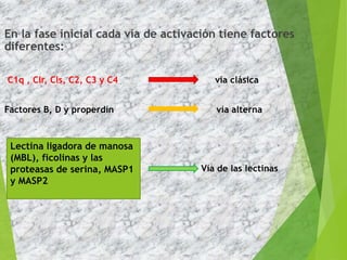En la fase inicial cada vía de activación tiene factores
diferentes:
C1q , Clr, Cls, C2, C3 y C4 vía clásica
Factores B, D y properdín vía alterna
Vía de las lectinas
8
Lectina ligadora de manosa
(MBL), ficolinas y las
proteasas de serina, MASP1
y MASP2
 