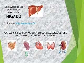 La mayoría de las
proteínas se
sintetizan en:
HIGADO
Excepto Clq, factor D y C7
C1, C2, C4 Y C3 SE PRODUCEN EN LOS MACROFAGOS DEL
BAZO, TIMO, INTESTINO Y CORAZON.
C6
C8
C4 y C3
9
 
