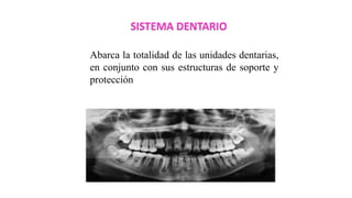 SISTEMA DENTARIO
Abarca la totalidad de las unidades dentarias,
en conjunto con sus estructuras de soporte y
protección
 