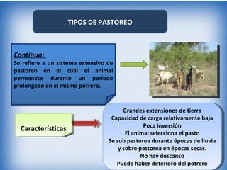 TIPOS DE PASTOREO



Continuo:
Se refiere a un sistema extensivo de
pastoreo en el cual el animal
permanece durante un período
prolongado en el mismo potrero.


                                        Grandes extensiones de tierra
                                   Capacidad de carga relativamente baja
                                                Poca inversión
  Características
                                         El animal selecciona el pasto
                                  Se sub pastorea durante épocas de lluvia
                                      y sobre pastorea en épocas secas.
                                               No hay descanso
                                     Puede haber deterioro del potrero
 
