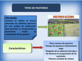 TIPOS DE PASTOREO


Alternado:
Consiste en utilizar en forma
alternada los distintos potreros
de una unidad de producción
para permitir su recuperación y
aprovechar        mejor       el
crecimiento de los pastos.


                                        •Poco numero de potreros
                                   •Tiempo de pastoreo relativamente
    Características                               largo
                                   •Desgaste de la cobertura forrajera
                                   •Se favorece la recuperación de los
                                                pastizales
                                       •Notoria cantidad de maleza
 