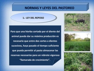 1.- LEY DEL REPOSO




Para que una hierba cortada por el diente del
animal pueda dar su máxima producción es
  necesario que entre dos cortes a dientes
sucesivos, haya pasado el tiempo suficiente
 que pueda permitir al pasto almacenar las
reservas necesarias para un rebrote vigoroso
        “llamarada de crecimiento”.
 