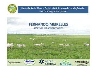 Fazenda Santa Clara – Caxias ‐ MA Sistema de produção cria, 
                                recria e engorda a pasto




                     FERNANDO MEIRELLES
                          ASSESSOR EM AGRONEGÓCIOS




Organização:
 