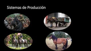 Sistemas de Producción
 