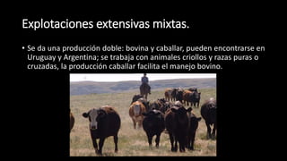 Explotaciones extensivas mixtas.
• Se da una producción doble: bovina y caballar, pueden encontrarse en
Uruguay y Argentina; se trabaja con animales criollos y razas puras o
cruzadas, la producción caballar facilita el manejo bovino.
 
