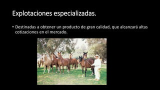 Explotaciones especializadas.
• Destinadas a obtener un producto de gran calidad, que alcanzará altas
cotizaciones en el mercado.
 