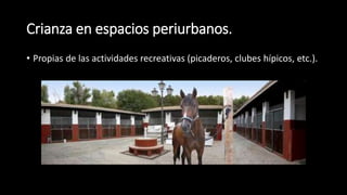 Crianza en espacios periurbanos.
• Propias de las actividades recreativas (picaderos, clubes hípicos, etc.).
 