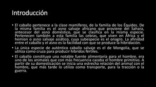 Introducción
• El caballo pertenece a la clase mamíferos, de la familia de los Équidos. De
la misma familia es el asno salvaje africano que proviene del Sahara,
antecesor del asno doméstico, que se clasifica en la misma especie.
Pertenecen también a esta familia las cebras, que viven en África y el
hemion o asno salvaje asiático, cuya subespecie es el onagro. La afinidad
entre el caballo y el asno es la facilidad con que se produce la hibridación.
• La única especie de auténtico caballo salvaje es el de Mongolia, que se
utiliza como cruza para producir híbridos fértiles.
• El caballo constituyo una notable fuente alimentaría para el hombre, era
uno de los animales que con más frecuencia cazaba el hombre primitivo. A
partir de su domesticación se inicia una estrecha relación del animal con el
hombre, que más tarde lo utilizo como transporte, para la tracción o la
guerra.
 