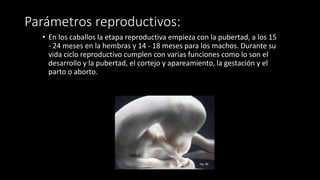 Parámetros reproductivos:
• En los caballos la etapa reproductiva empieza con la pubertad, a los 15
- 24 meses en la hembras y 14 - 18 meses para los machos. Durante su
vida ciclo reproductivo cumplen con varias funciones como lo son el
desarrollo y la pubertad, el cortejo y apareamiento, la gestación y el
parto o aborto.
 