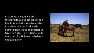 El ciclo estral depende del
fotoperiodo ya que las yeguas son
hembras poliestricas estacionales.
El ciclo estral dura 21 días y la
hembra permanece en celo por un
lapso de 5 días. La ovulación se da
entre las 12 y 36 horas de haberse
iniciado el celo.
 