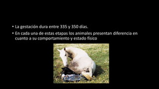 • La gestación dura entre 335 y 350 días.
• En cada una de estas etapas los animales presentan diferencia en
cuanto a su comportamiento y estado físico
 