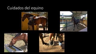 Cuidados del equino
 