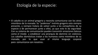 Etología de la especie:
• El caballo es un animal gregario y necesita comunicarse con los otros
miembros de la manada. Su "poderoso" instinto gregario esta siempre
presente, y siempre tratara de volver junto a los compañeros de su
especie o de permanecer junto a ellos, ya que esto le da seguridad.
Con su sistema de comunicación pueden transmitir emociones básicas
como el miedo y establecer una jerarquía de dominio sin violencia.
Los caballos domésticos tratan a los humanos como miembros de su
manada, por lo que usan el mismo lenguaje corporal
para comunicarse con nosotros.
 