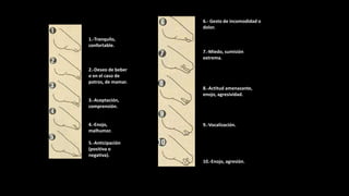 1.-Tranquilo,
confortable.
2.-Deseo de beber
o en el caso de
potros, de mamar.
3.-Aceptación,
comprensión.
4.-Enojo,
malhumor.
5.-Anticipación
(positiva o
negativa).
6.- Gesto de incomodidad o
dolor.
7.-Miedo, sumisión
extrema.
8.-Actitud amenazante,
enojo, agresividad.
9.-Vocalización.
10.-Enojo, agresión.
 