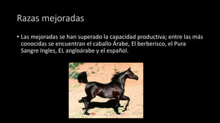Razas mejoradas
• Las mejoradas se han superado la capacidad productiva; entre las más
conocidas se encuentran el caballo Árabe, El berberisco, el Pura
Sangre Ingles, EL angloárabe y el español.
 
